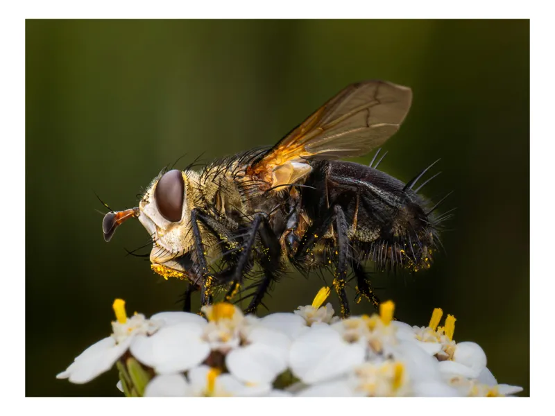 Tablou Canvas, "Musca pe floare albă parfumată", Musca, Aripi, Polen, Flori, Focos, Natura, Macro, Insecta, 39 x 26 cm