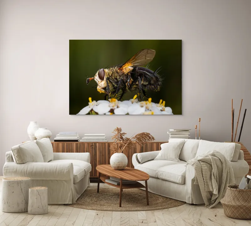 Tablou Canvas, "Musca pe floare albă parfumată", Musca, Aripi, Polen, Flori, Focos, Natura, Macro, Insecta, 150 x 100 cm – poza 3