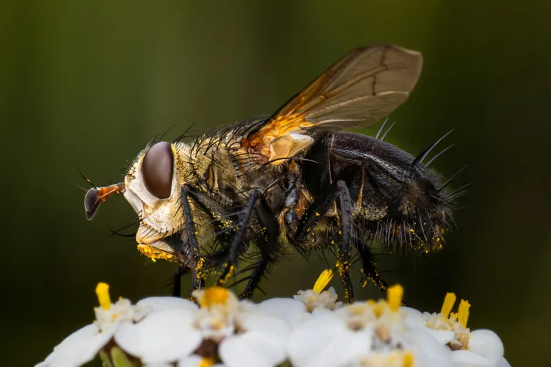 Tablou Canvas, "Musca pe floare albă parfumată", Musca, Aripi, Polen, Flori, Focos, Natura, Macro, Insecta, 150 x 100 cm – poza 2