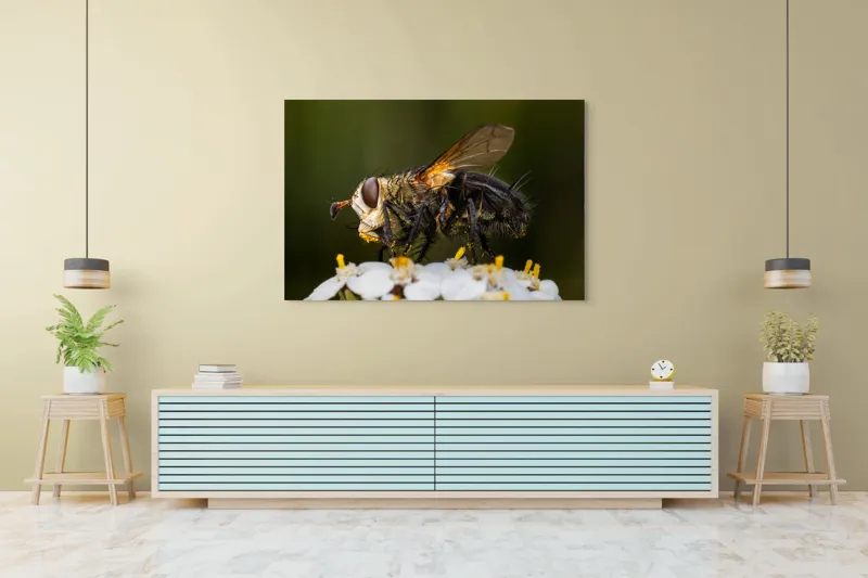 Tablou Canvas, "Musca pe floare albă parfumată", Musca, Aripi, Polen, Flori, Focos, Natura, Macro, Insecta, 150 x 100 cm – poza 6