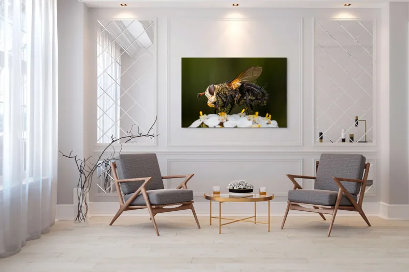 Tablou Canvas, "Musca pe floare albă parfumată", Musca, Aripi, Polen, Flori, Focos, Natura, Macro, Insecta, 150 x 100 cm – poza 7