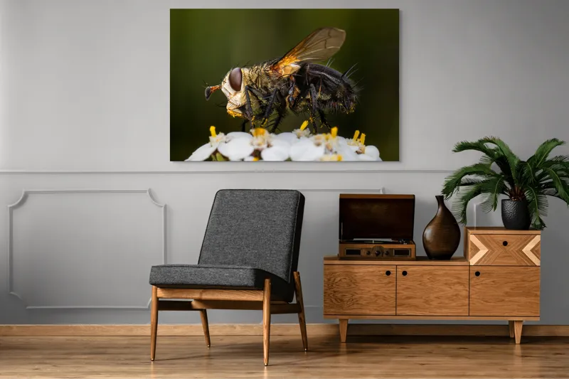 Tablou Canvas, "Musca pe floare albă parfumată", Musca, Aripi, Polen, Flori, Focos, Natura, Macro, Insecta, 150 x 100 cm – poza 8