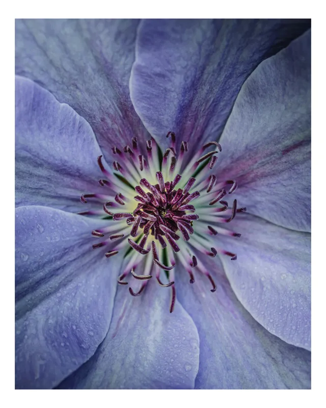 Tablou Canvas, "Petalele delicate ale florii albastre", Floare, Petale, Violet, Textură, Detaliu, Natural, Frumusețe, Pastel, Centrul, Grădină, Artă, Eleganță, 70 x 100 cm