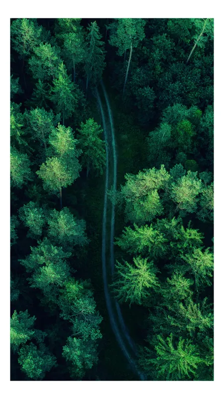 Tablou Canvas, "Cărare șerpuită prin codrul verde", Pădure, Potecă, Verdeață, Aer, Mister, Natură, Secrete, Frumusețe, 26 x 39 cm