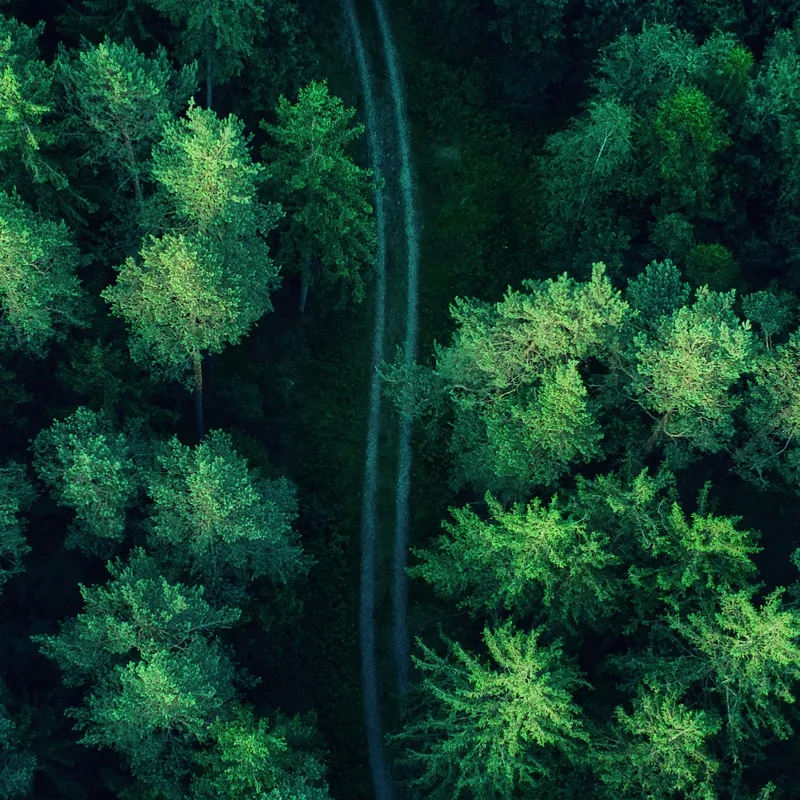 Tablou Canvas, "Cărare șerpuită prin codrul verde", Pădure, Potecă, Verdeață, Aer, Mister, Natură, Secrete, Frumusețe, 100 x 100 cm – poza 2