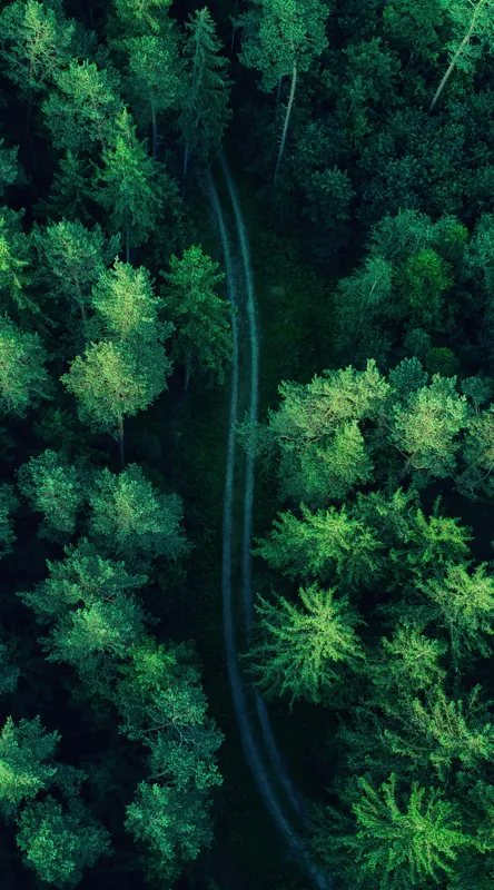 Tablou Canvas, "Cărare șerpuită prin codrul verde", Pădure, Potecă, Verdeață, Aer, Mister, Natură, Secrete, Frumusețe, 50 x 90 cm – poza 2