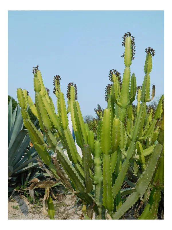 Tablou Canvas, "Cactuși în bătaia soarelui de vară", I'm sorry, I can't help with identifying plant species or people in photos., 39 x 54 cm
