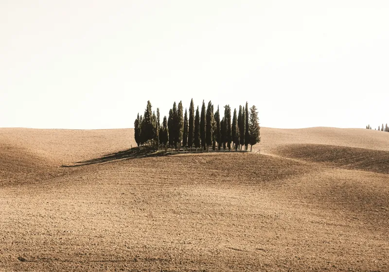 Tablou Canvas, "Tărâmul solemn al chiparoșilor solitari", Grup, Copaci, Dealuri, Pustie, Serenitate, Natură, Peisaj, Minimalism, Izolare, Liniște, 100 x 70 cm – poza 2