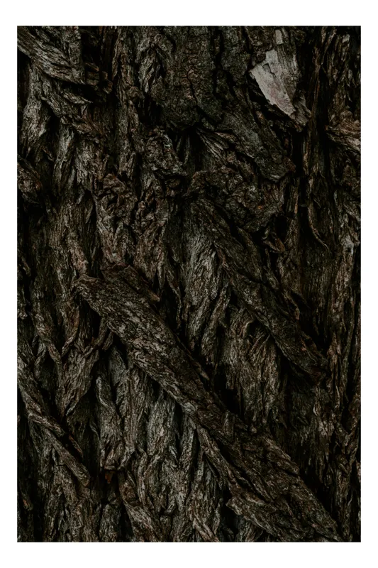 Tablou Canvas, "Textura misterioasă a scoarței unui copac", Textură, Negru, Maro, Natură, Coajă, Arbore, Aspru, Noduros, Rugăciune, Cer, Timp, Durabilitate, Vise, Povești, Încremenire, 70 x 100 cm