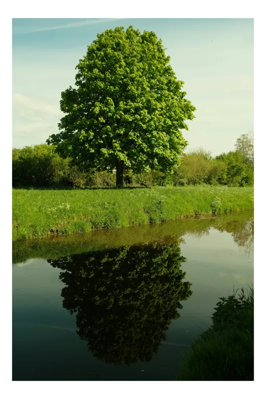 Tablou Canvas, "Armonia copacului cu oglindirea apei", Arbore, Reflecție, Apă, Iarbă, Cer, Natură, Tranquilitate, Verde, Lumină, Umbre, 100 x 150 cm