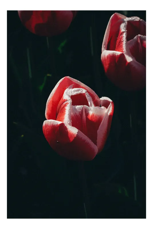 Tablou Canvas, "Tulipă în lumina dimineții", Frumusețe, Delicatețe, Natură, Eleganță, Simplitate, Rafinament, 100 x 150 cm