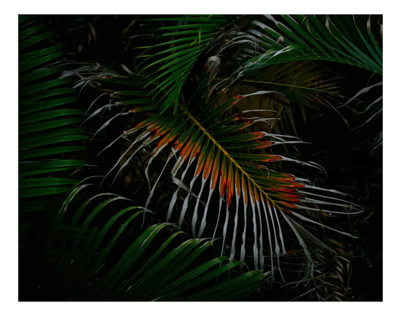 Tablou Canvas, "Frunza exotică în umbra nopții", Frunze, Verde, Întuneric, Tropical, Contrast, Portocaliu, Misterios, Intensitate, Frumusețe, Natură, 100 x 70 cm