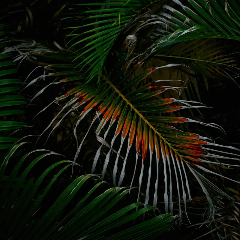 Tablou Canvas, "Frunza exotică în umbra nopții", Frunze, Verde, Întuneric, Tropical, Contrast, Portocaliu, Misterios, Intensitate, Frumusețe, Natură, 100 x 100 cm – poza 2