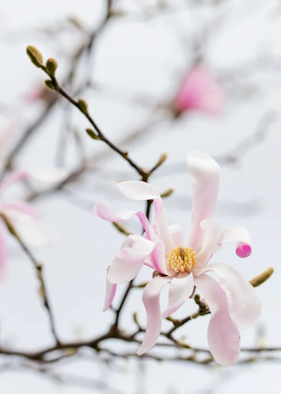 Tablou Canvas, "Magnolie delicată înflorită primăvara", Floare, Frumusețe, Delicatețe, Primăvară, Natură, Petale, Culoare, Eleganță, 50 x 70 cm – poza 2