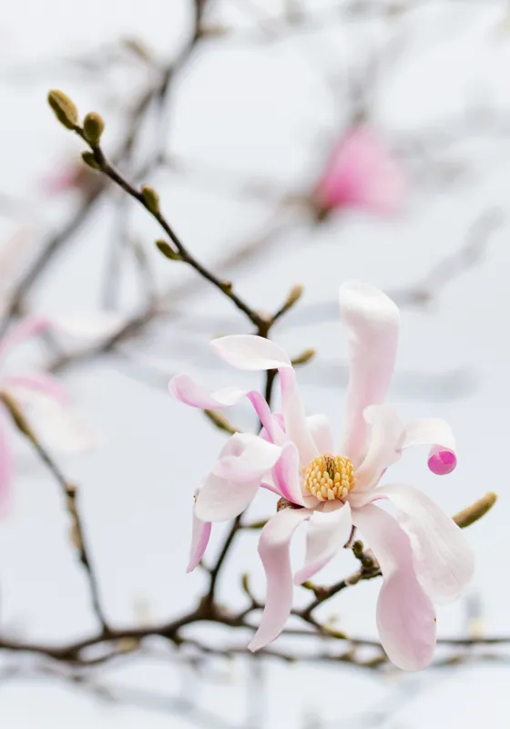 Tablou Canvas, "Magnolie delicată înflorită primăvara", Floare, Frumusețe, Delicatețe, Primăvară, Natură, Petale, Culoare, Eleganță, 70 x 100 cm – poza 2