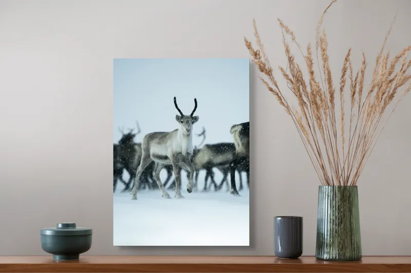 Tablou Canvas, "Ren alături de tovarășii săi", Ren, Zăpadă, Cer, Fulgi, Antler, Iarnă, Peisaj, Grup, Armonie, Natură, 39 x 54 cm – poza 3