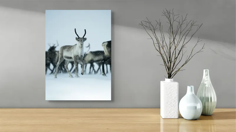 Tablou Canvas, "Ren alături de tovarășii săi", Ren, Zăpadă, Cer, Fulgi, Antler, Iarnă, Peisaj, Grup, Armonie, Natură, 39 x 54 cm – poza 4