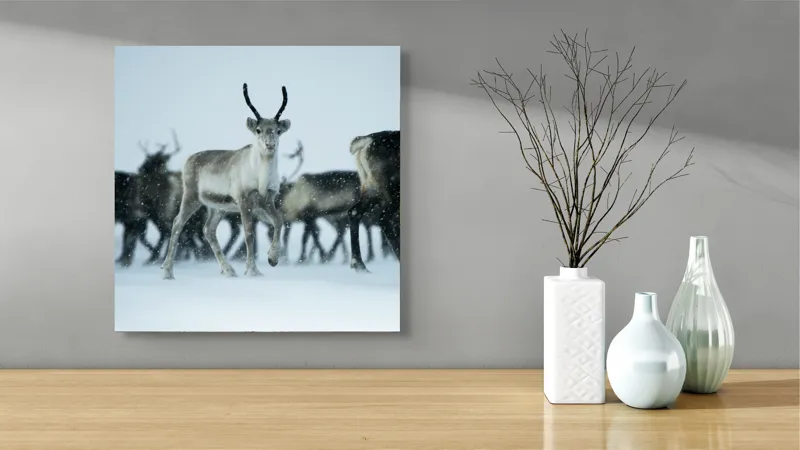 Tablou Canvas, "Ren alături de tovarășii săi", Ren, Zăpadă, Cer, Fulgi, Antler, Iarnă, Peisaj, Grup, Armonie, Natură, 50 x 50 cm – poza 3