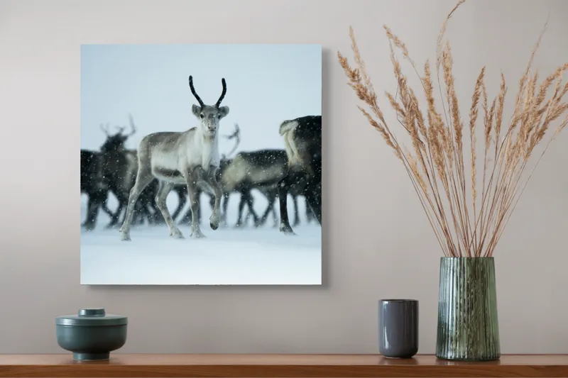 Tablou Canvas, "Ren alături de tovarășii săi", Ren, Zăpadă, Cer, Fulgi, Antler, Iarnă, Peisaj, Grup, Armonie, Natură, 50 x 50 cm – poza 4