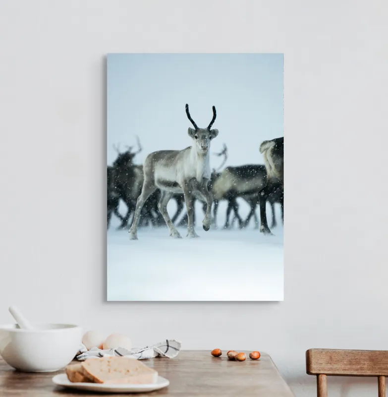 Tablou Canvas, "Ren alături de tovarășii săi", Ren, Zăpadă, Cer, Fulgi, Antler, Iarnă, Peisaj, Grup, Armonie, Natură, 50 x 70 cm – poza 3