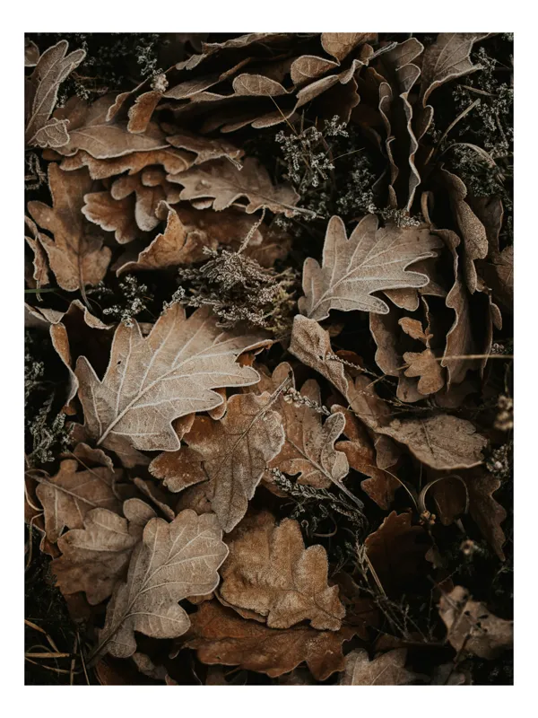 Tablou Canvas, "Frunzele toamnei pe pământ rece", Frunze, Toamnă, Textură, Natură, Uscate, 70 x 100 cm