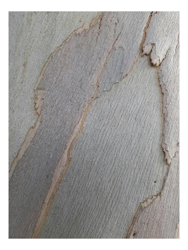 Tablou Canvas, "Bucăți de scoarță pe copac alb", Piele, Textură, Natural, Model, Organic, Suprafață, Arbor., 100 x 100 cm