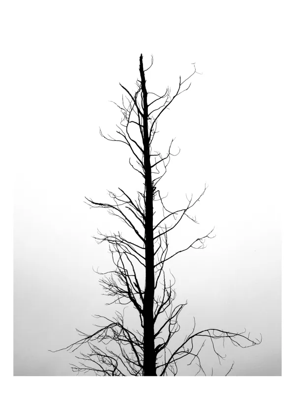 Tablou Canvas, "Solitudine în alb și negru", Copac, Singuratic, Siluetă, Ramuri, Cer, Calm, Minimalism, Natură, 70 x 100 cm