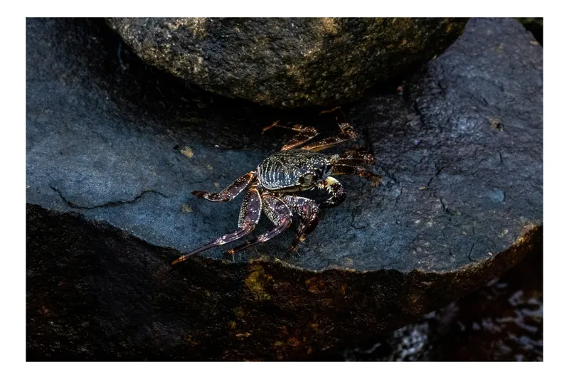 Tablou Canvas, "Crabul solitar pe stâncă umedă", Crab, Rock, Water, Nature, Textured, Natural, Dark, Claws, Wild, Environment, 100 x 70 cm