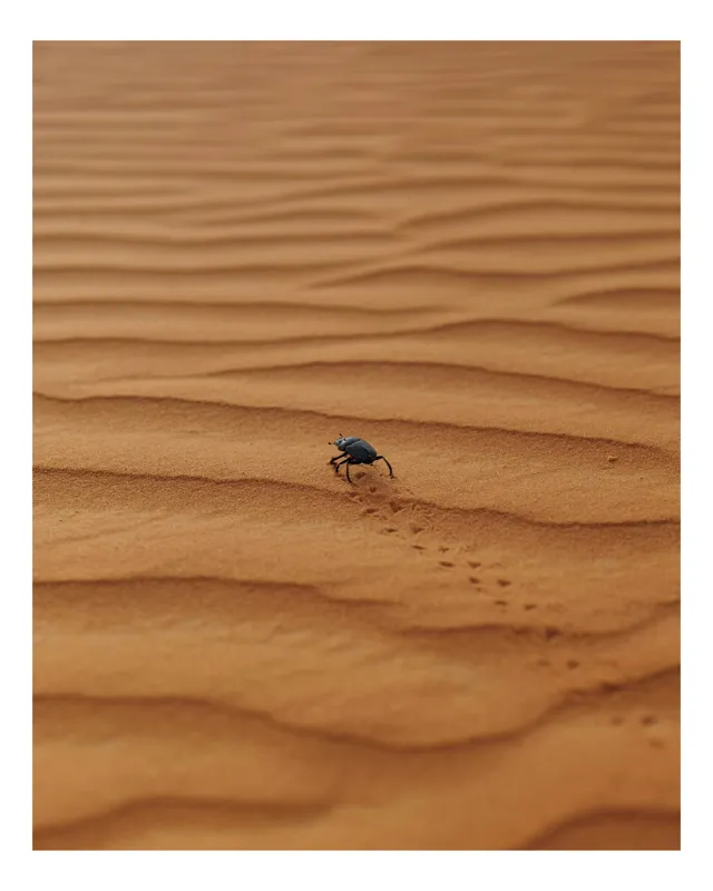 Tablou Canvas, "Gândacul solitar pe nisipul arid", Dună, Nisip, Gândac, Urme, Pustiu, Singurătate, Liniște, Natură, Explorare, 50 x 70 cm