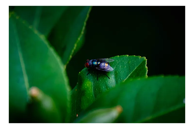 Tablou Canvas, "Musca pe frunză verde intensă", Musca, Frunze, Verde, Natură, Contrast, Detaliu, Microfotografie, Umbră, 100 x 100 cm