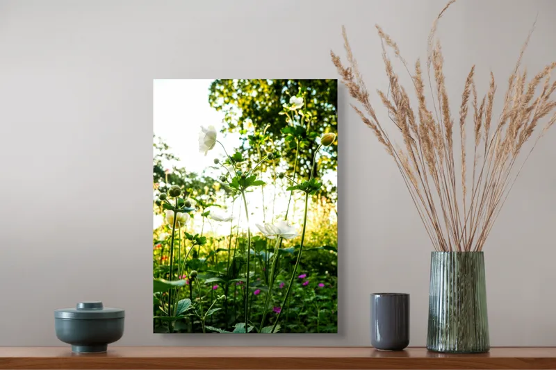 Tablou Canvas, "Flori albe în lumină de vară", Flori, Soare, Natură, Verdeață, Luminozitate, Delicatețe, Încântare, Frumusețe, 39 x 54 cm – poza 3