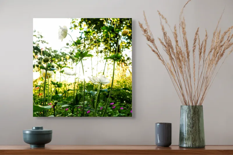 Tablou Canvas, "Flori albe în lumină de vară", Flori, Soare, Natură, Verdeață, Luminozitate, Delicatețe, Încântare, Frumusețe, 50 x 50 cm – poza 4