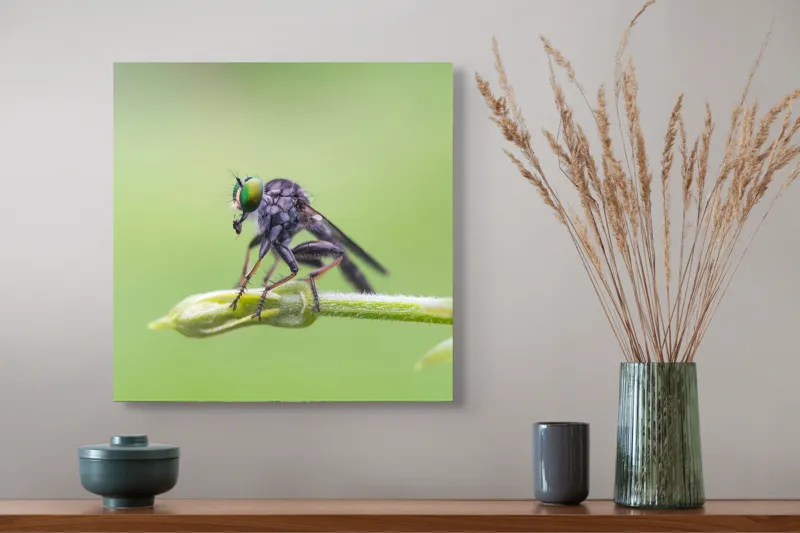 Tablou Canvas, "O muscă poposită pe lujer verde", Întins, Verde, Fragil, Insectă, Delicat, Echilibru, Microscopic, Zvelt, Natură, Lumină, 50 x 50 cm – poza 4