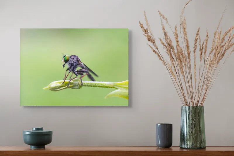 Tablou Canvas, "O muscă poposită pe lujer verde", Întins, Verde, Fragil, Insectă, Delicat, Echilibru, Microscopic, Zvelt, Natură, Lumină, 54 x 39 cm – poza 4