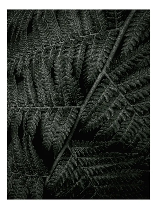 Tablou Canvas, "Frunze de ferigă în întuneric profund", Frunziș, Verde, Textură, Natură, Simetrie, Detaliu, Întuneric, Patrunzător, Frumusețe, Liniște, 100 x 150 cm