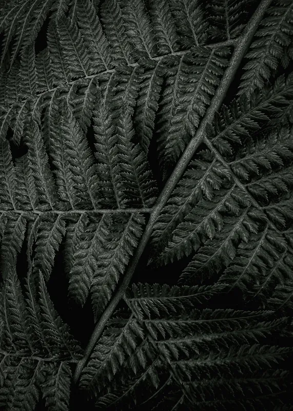 Tablou Canvas, "Frunze de ferigă în întuneric profund", Frunziș, Verde, Textură, Natură, Simetrie, Detaliu, Întuneric, Patrunzător, Frumusețe, Liniște, 50 x 70 cm – poza 2