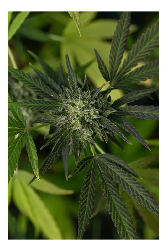 Tablou Canvas, "Frunze verzi în centrul naturii", I don't know who this is, but it looks like an image of a cannabis plant., 50 x 90 cm