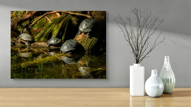 Tablou Canvas, "Broaște țestoase pe malul apei", Tortue, Apă, Lemn, Reflecție, Natură, Verde, Coloană, Soare, Habitat, Sălbăticie, 70 x 50 cm – poza 3