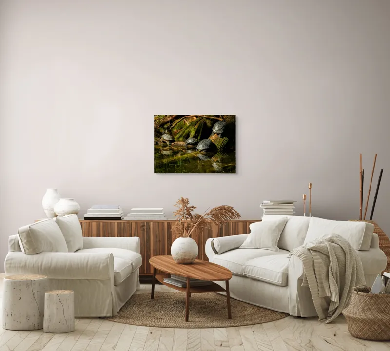 Tablou Canvas, "Broaște țestoase pe malul apei", Tortue, Apă, Lemn, Reflecție, Natură, Verde, Coloană, Soare, Habitat, Sălbăticie, 70 x 50 cm – poza 6