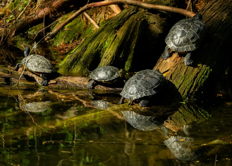 Tablou Canvas, "Broaște țestoase pe malul apei", Tortue, Apă, Lemn, Reflecție, Natură, Verde, Coloană, Soare, Habitat, Sălbăticie, 70 x 50 cm – poza 2