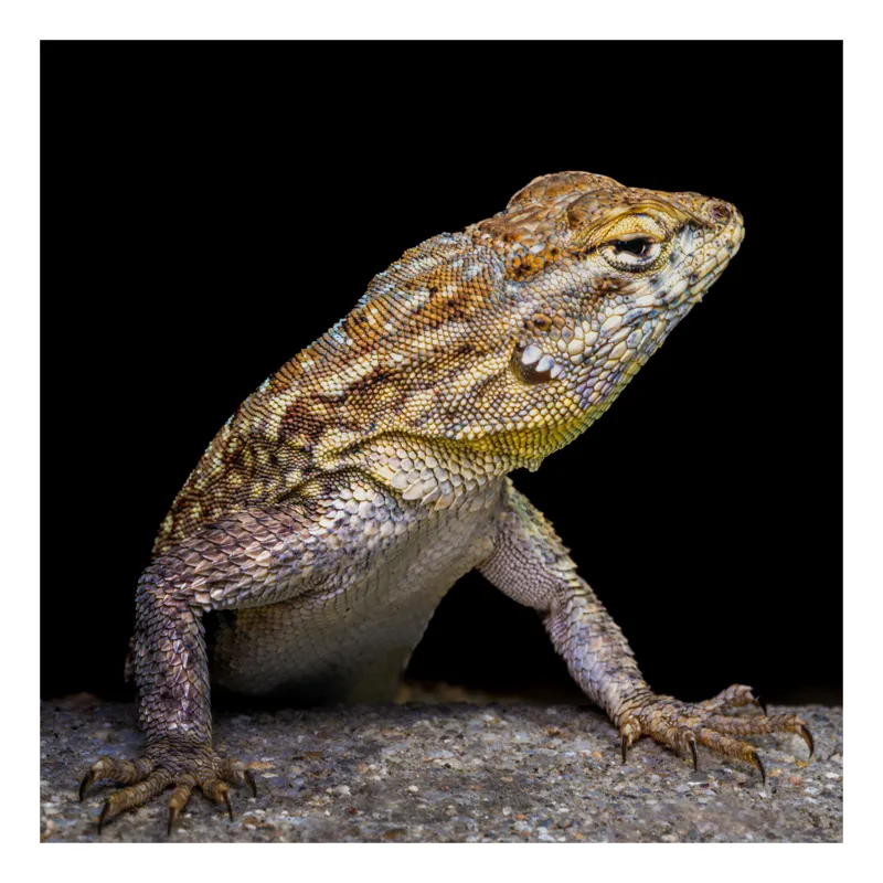 Tablou Canvas, "Şopârla în așteptarea soarelui dimineții", Șopârlă, Texturat, Piele, Culoare, Contrast, Umbră, Privire, Detalii, Natură, Reptilă, 50 x 90 cm