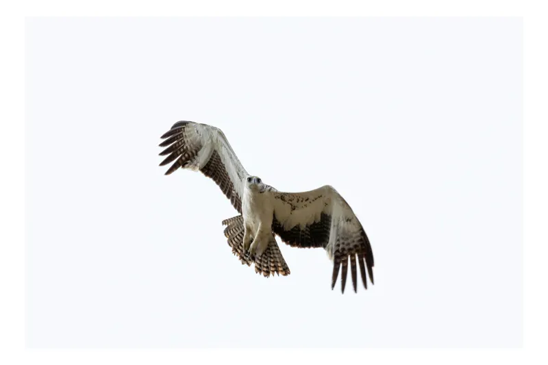 Tablou Canvas, "Zborul măiestrit al păsării de pradă", Pasăre, Zburătoare, Majestică, Cer, Aripi, Pene, Vânătoare, Pradă, Natură, Aerodinamică, 70 x 50 cm