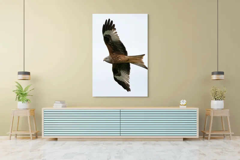 Tablou Canvas, "Zborul majestuos al vulturului pleșuv", Pasăre, Răspândire, Zbor, Aripi, Aer, Cer, Libertate, Natură, 100 x 150 cm – poza 4