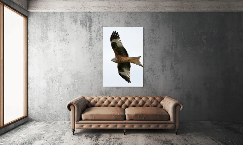 Tablou Canvas, "Zborul majestuos al vulturului pleșuv", Pasăre, Răspândire, Zbor, Aripi, Aer, Cer, Libertate, Natură, 100 x 150 cm – poza 6