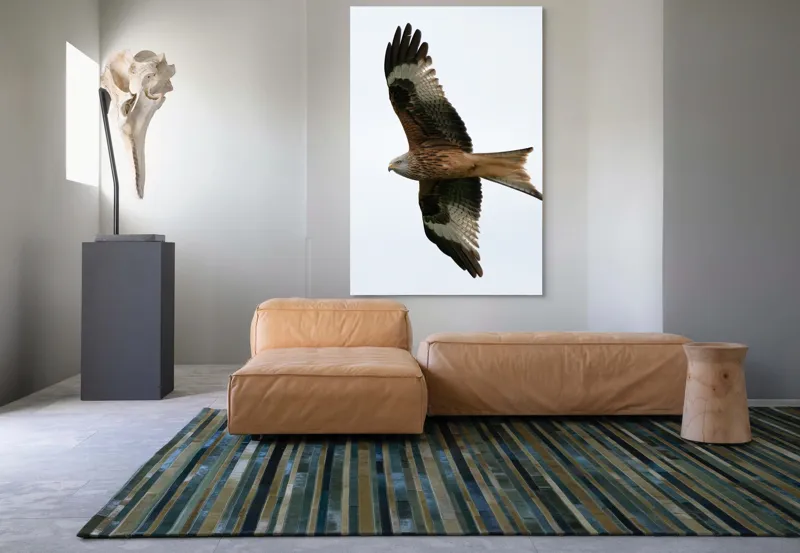 Tablou Canvas, "Zborul majestuos al vulturului pleșuv", Pasăre, Răspândire, Zbor, Aripi, Aer, Cer, Libertate, Natură, 100 x 150 cm – poza 7