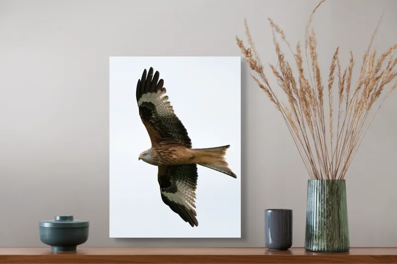 Tablou Canvas, "Zborul majestuos al vulturului pleșuv", Pasăre, Răspândire, Zbor, Aripi, Aer, Cer, Libertate, Natură, 39 x 54 cm – poza 3