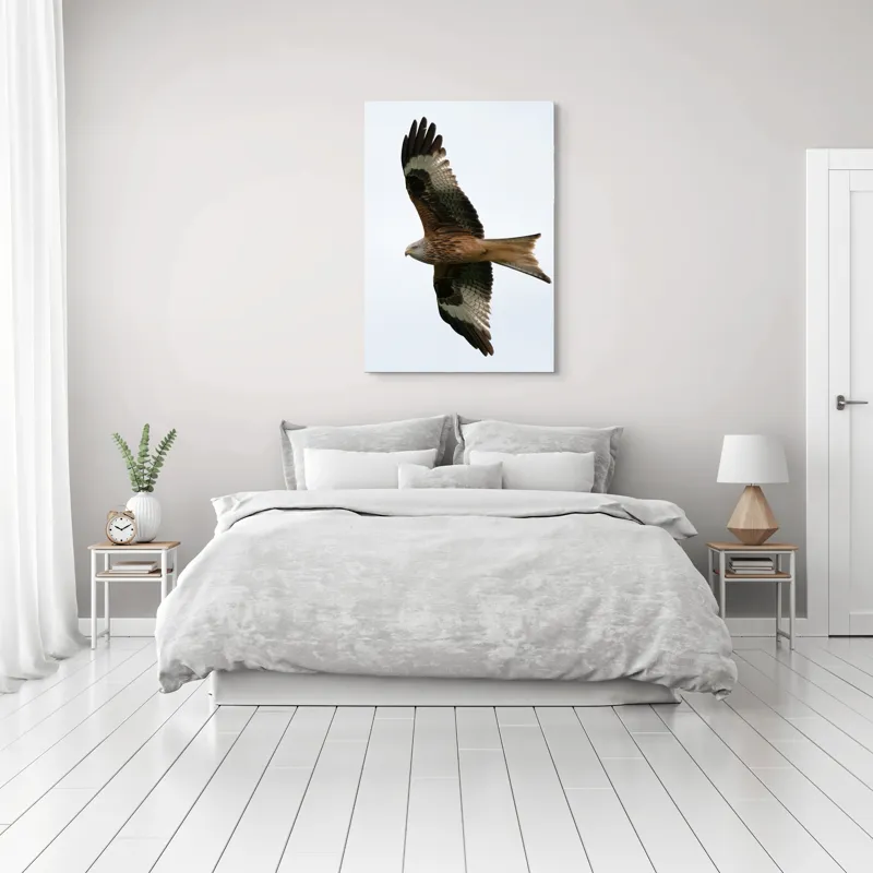 Tablou Canvas, "Zborul majestuos al vulturului pleșuv", Pasăre, Răspândire, Zbor, Aripi, Aer, Cer, Libertate, Natură, 70 x 100 cm – poza 3