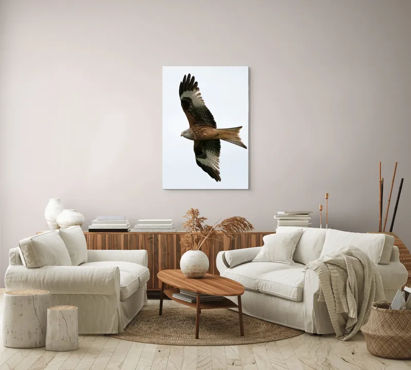 Tablou Canvas, "Zborul majestuos al vulturului pleșuv", Pasăre, Răspândire, Zbor, Aripi, Aer, Cer, Libertate, Natură, 70 x 100 cm – poza 4
