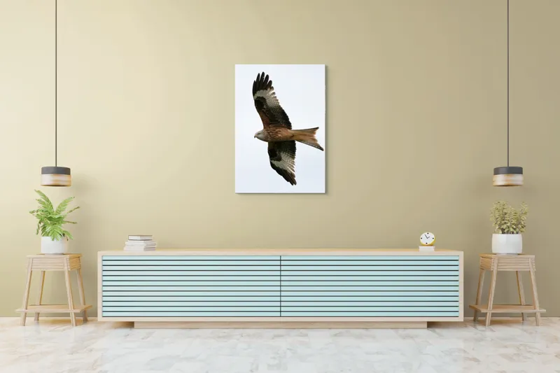 Tablou Canvas, "Zborul majestuos al vulturului pleșuv", Pasăre, Răspândire, Zbor, Aripi, Aer, Cer, Libertate, Natură, 70 x 100 cm – poza 5