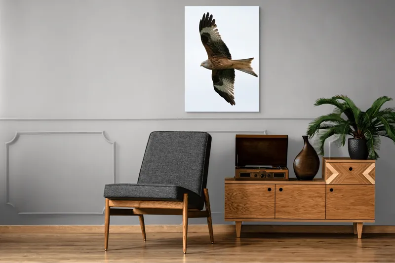 Tablou Canvas, "Zborul majestuos al vulturului pleșuv", Pasăre, Răspândire, Zbor, Aripi, Aer, Cer, Libertate, Natură, 70 x 100 cm – poza 6